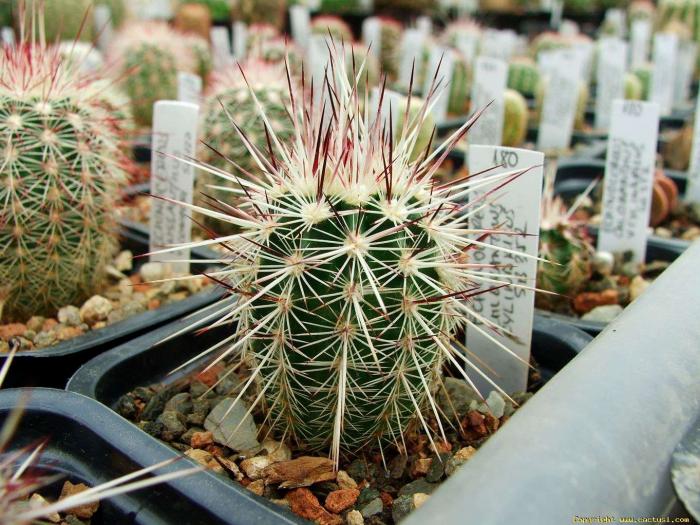 echinocereus_russanthus_v_cylindricus_sb_352