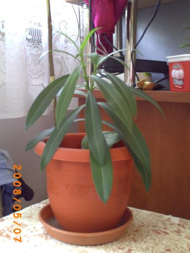 oleandru - florile mele-2008-martie