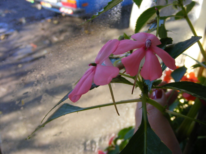 IMPATIENS - FLORI 2009