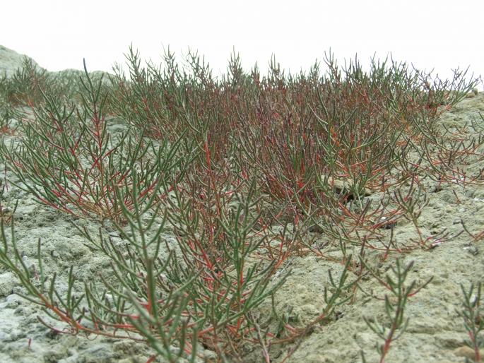 Praid - camp cu Salicornia - DIVERSE