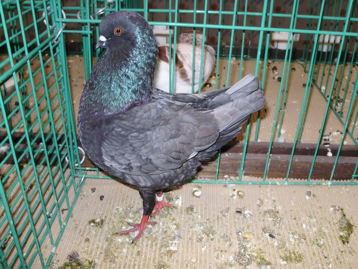 7516 mg 1 - 1507 partea 2