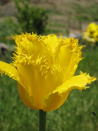 lalea galbena - florile mele