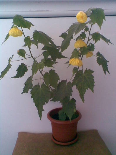 abuti (multumesc Valentina!)