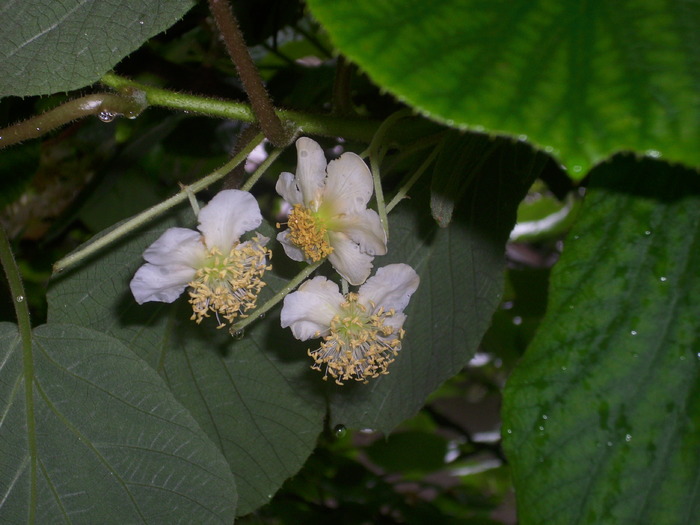 flori de kiwi - mariagy