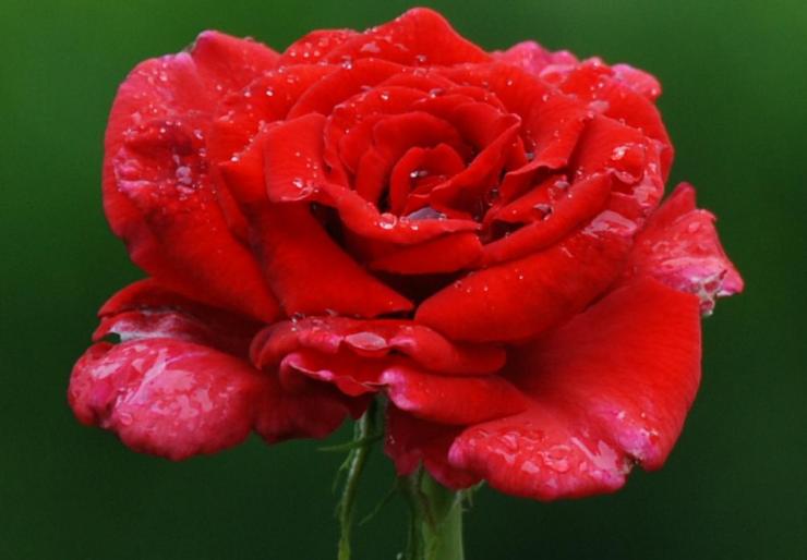 roza - trandafiri Aninoasa