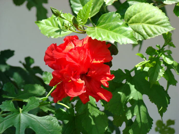 hibiscus rosa sinesis - FLORILE MELE 2009