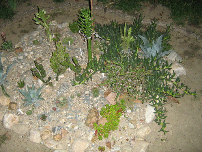 IMG_1147 - Cactusi la mosie14 sept 2009