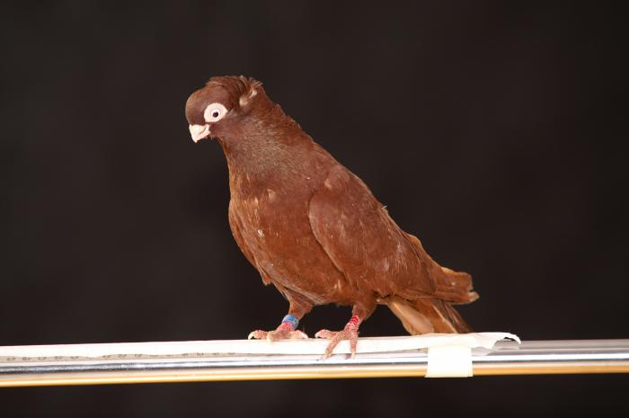 Picture 076 - jucatori de constanta