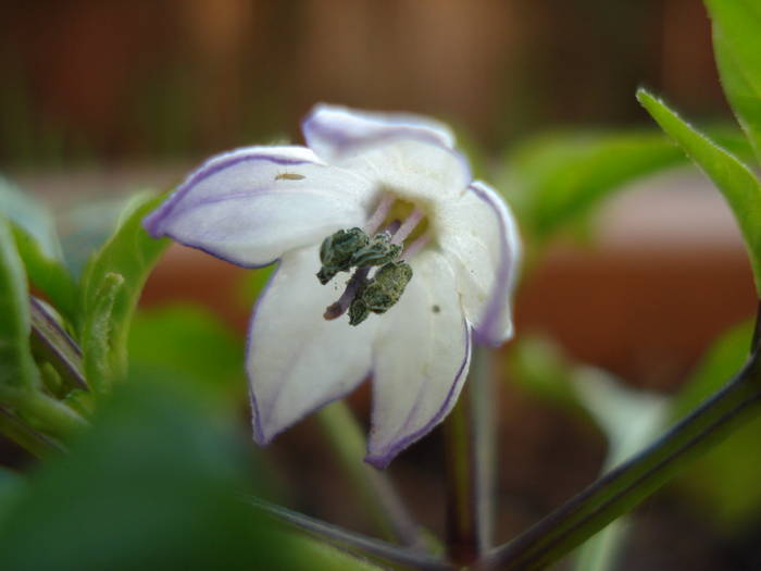 Black Chili Pepper Flower (2009, Jun.14)