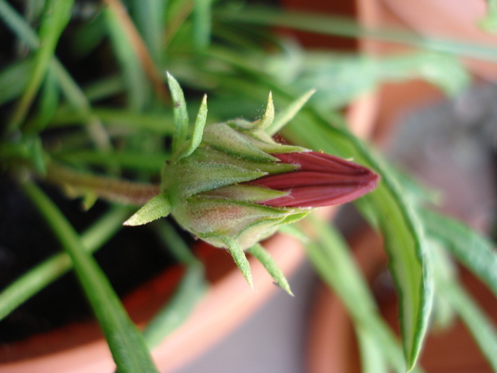 Gazania Bud (2009, August 25) Gazania Bud (2009, August 25)