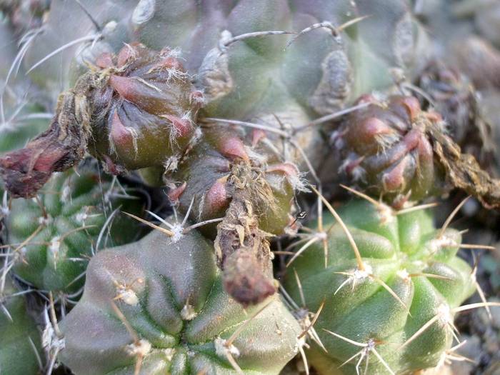 Lobivia oxialabastra - Fructe de cactusi si suculente