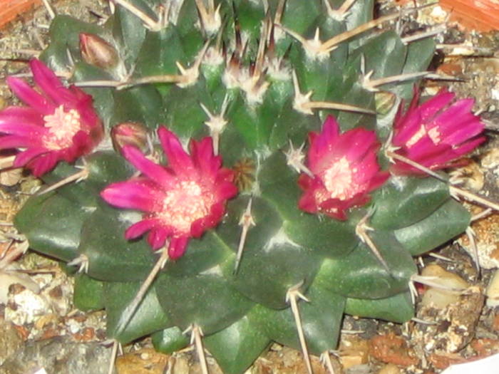 Mammillaria magnimama - aprilie 2009 - Cactusi