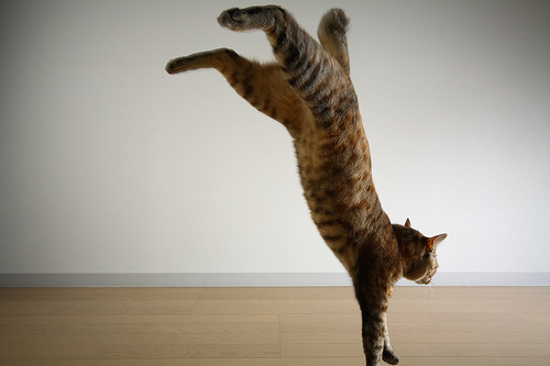 pisicute062jv0 - club pisici