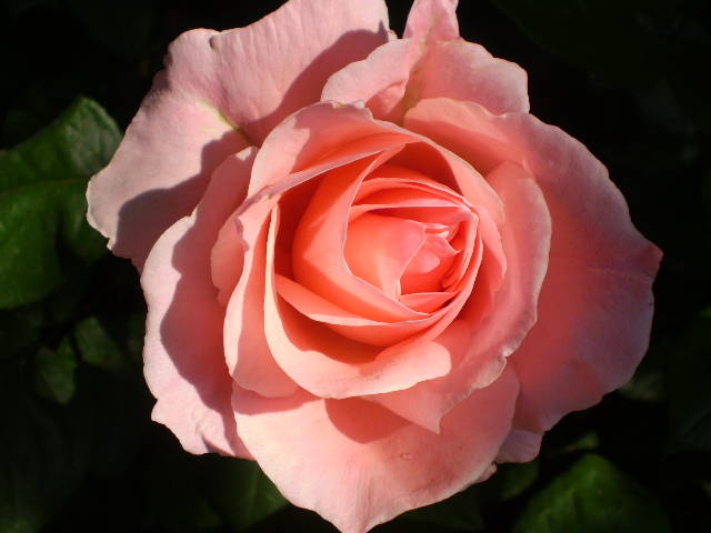 P5191566 - trandafiri