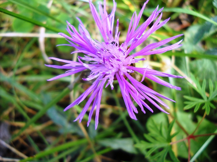 Picture 070 - flori dragute