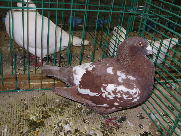 6236 sr 1 - 1507 partea 1b