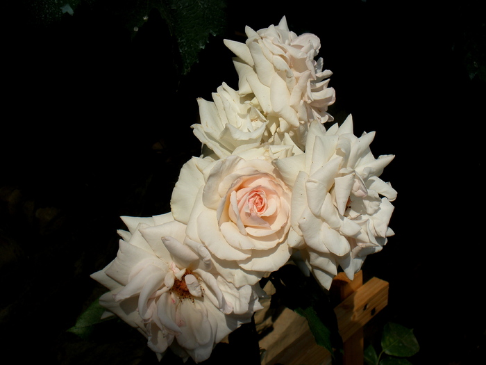 trandafir catarator_01 - 5_august
