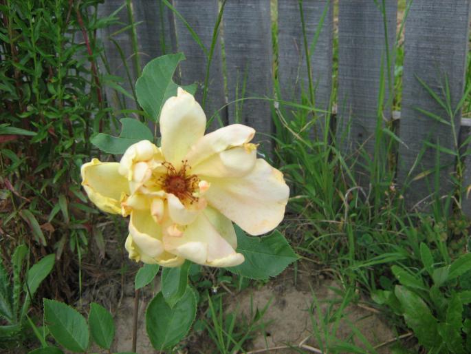 trandafir catarator galben - vara 2008