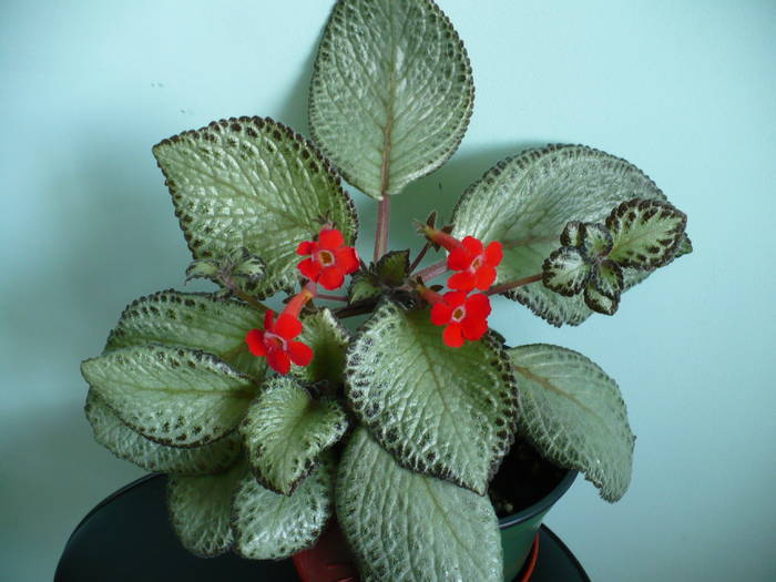 E. cupreata