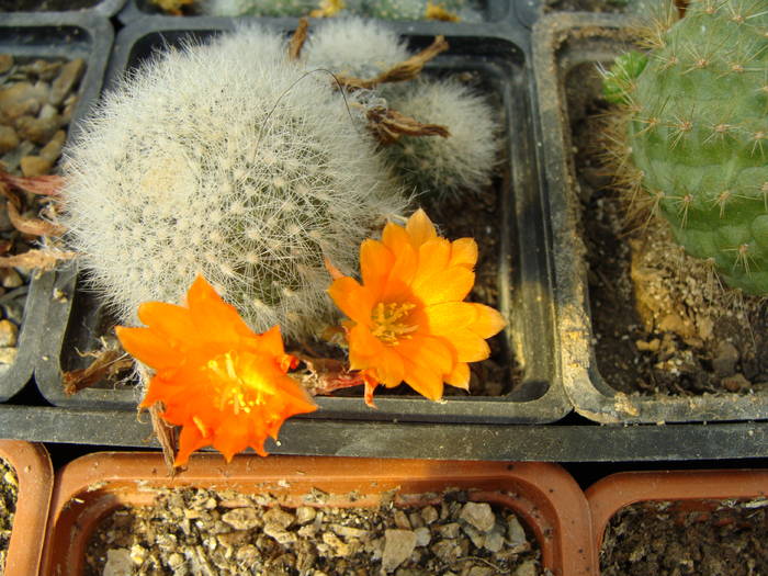 Rebutia muscula - Rebutia