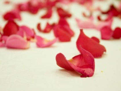 petale_de_trandafiri_rosii-t2 - petale