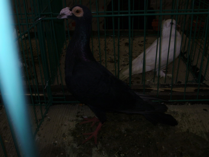 6543 carier 1 - 1507 partea 1b