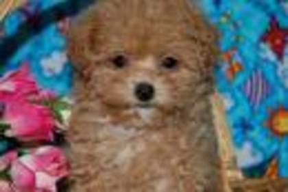 raraaaaaaaaaaaa - ASHLEY TISDALE POZE RARE