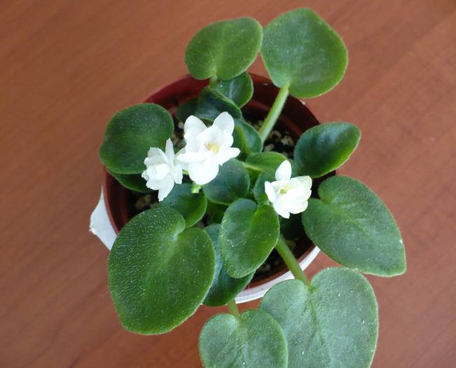 P1140262 - Saintpaulia - violete de camera