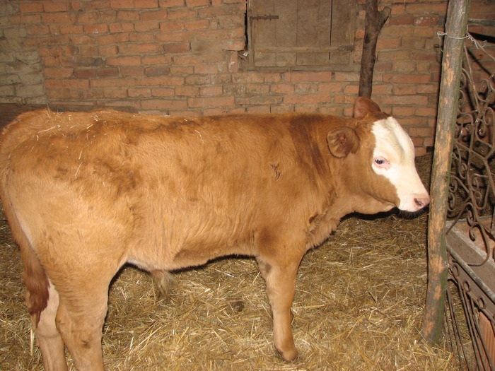 Lene, 2 luni - Vaci de carne - tineret femel