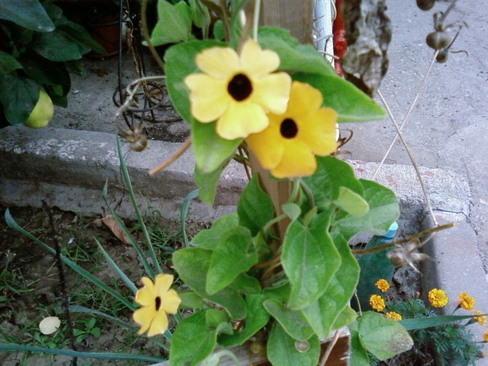 thunbergia alata (Suzana cu ochi negri)