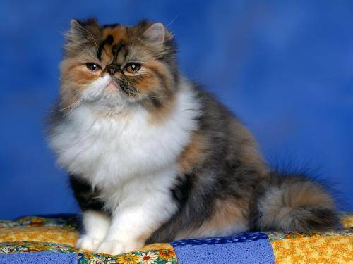 Poze Pisici Imagini Pisicute Wallpapers Persian Calico Kitten - pisici