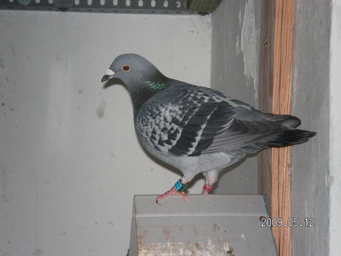 154 - porumbei Mihai si Gigi