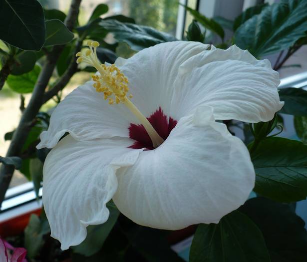 P1120606 - HIBISCUSI