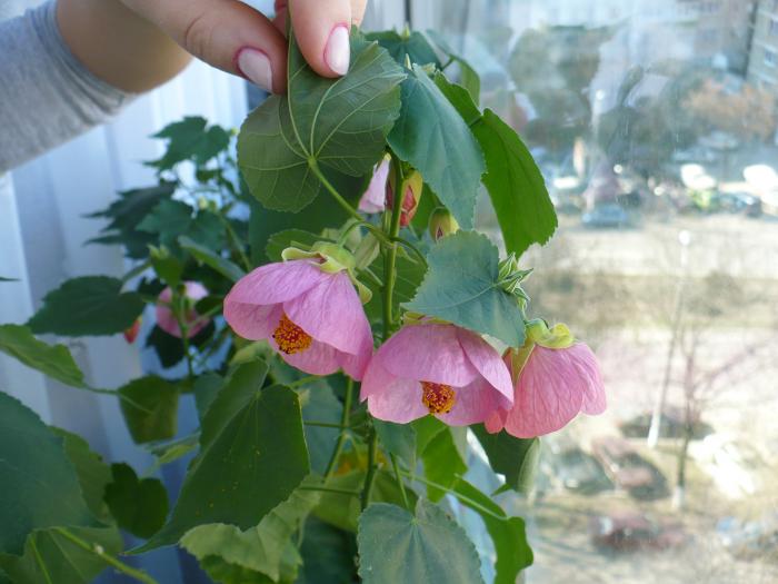 P1090356 - ABUTILONI