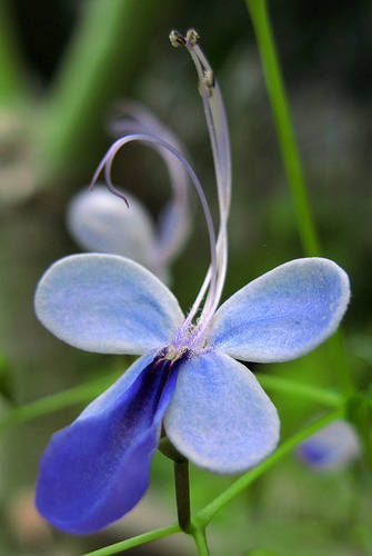 Butterfly Clerodendrum - Diverse