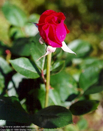 Rose006 - flori