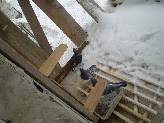 la racoare - porumbei matca 2010