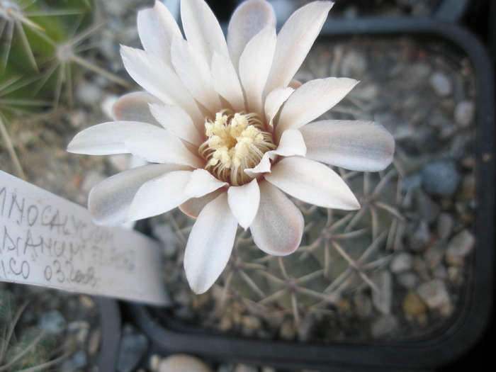 Gymnocalycium zis baldianum - 05.09 - Gymnocalycium