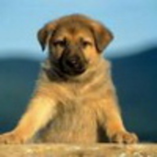 avatare-cu-caini-si-catei