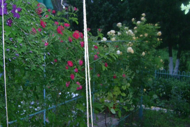 gradina 2008 024