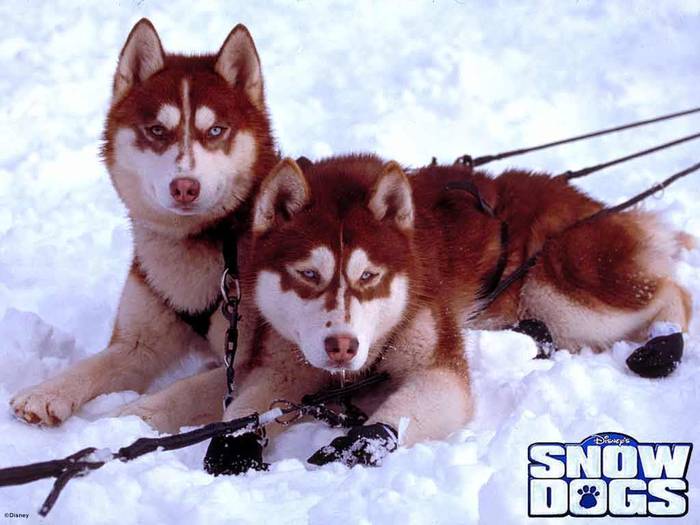 snowdogs002 - Animale