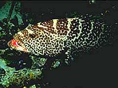 098 - poze muuuuuuuuuuuuuulte