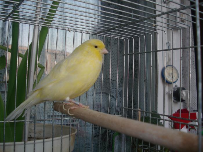 DSC00456 - canari