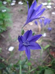 Triteleia Fabiola (Bakker) 12 aug 2009 - plante diverse