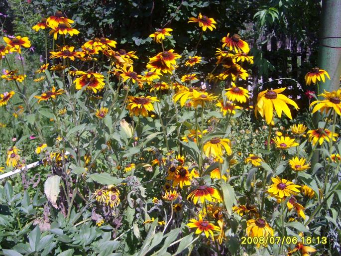 rudbeckia