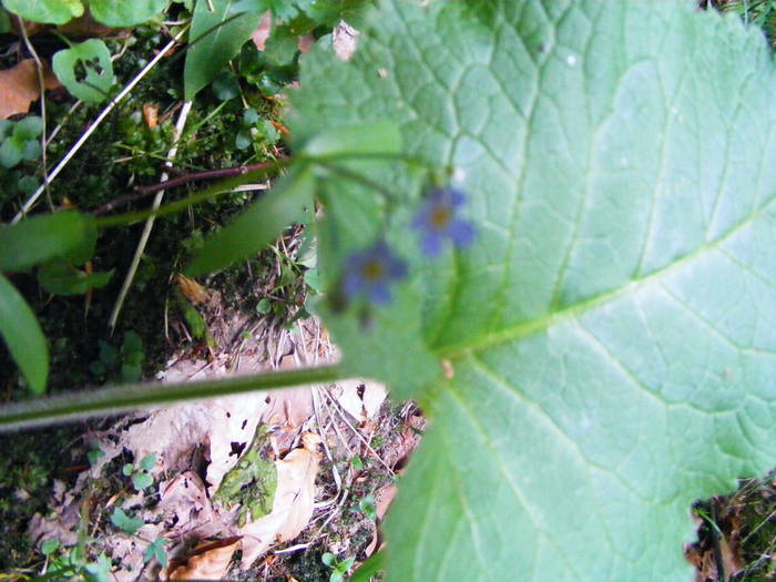 DSCF1035 - Pestera cu Oase  poiana Botizii 22 mai 2009