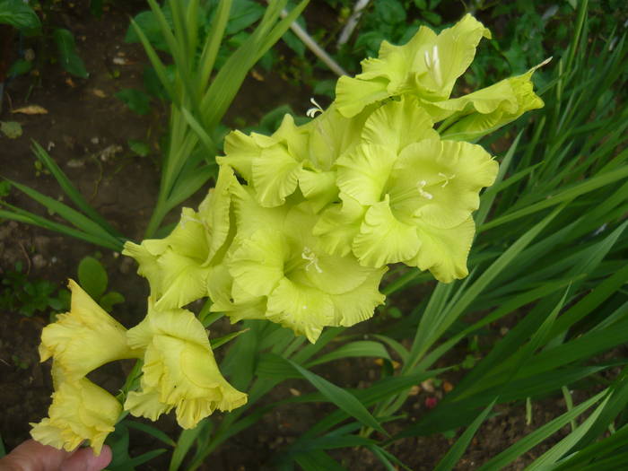 P1000893 - GLADIOLE SI CRINI