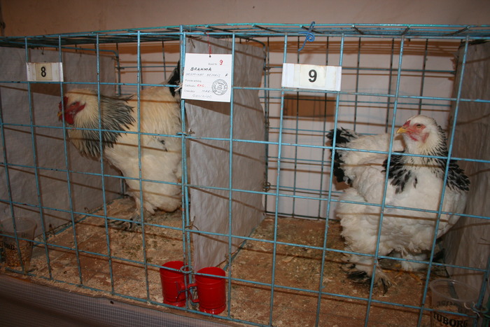 EXPO-PAS Suceava 2009