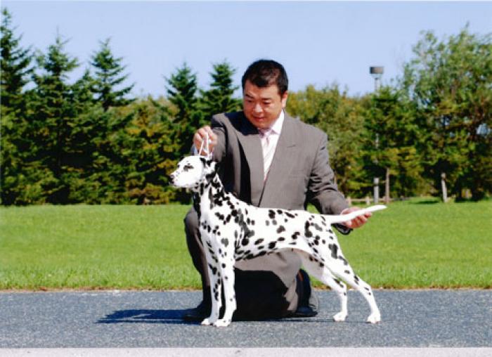 Dalmatian3