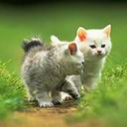 pisicutze dragutze la plimbare - animale